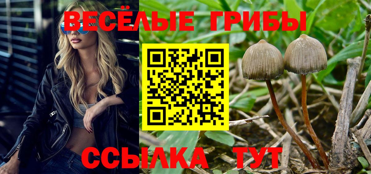 где можно купить наркотик  Вход с VPN  Минусинск  Псилоцибиновые грибы Psilocybe  Галлюциногенные грибы Cubensis 